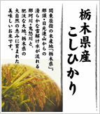 栃木県産こしひかり